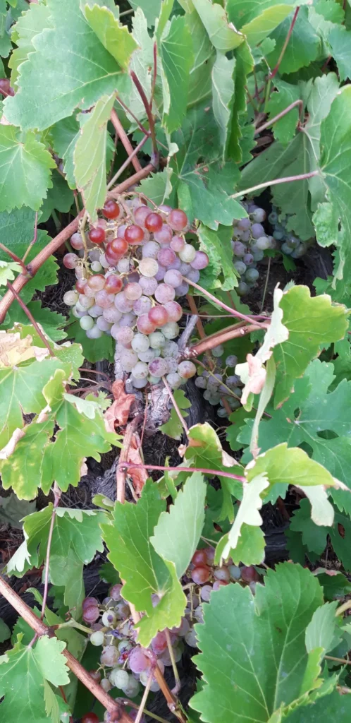 cavo d'oro stavaris winery - οινοποιειο σταβαρης καβο ντορο