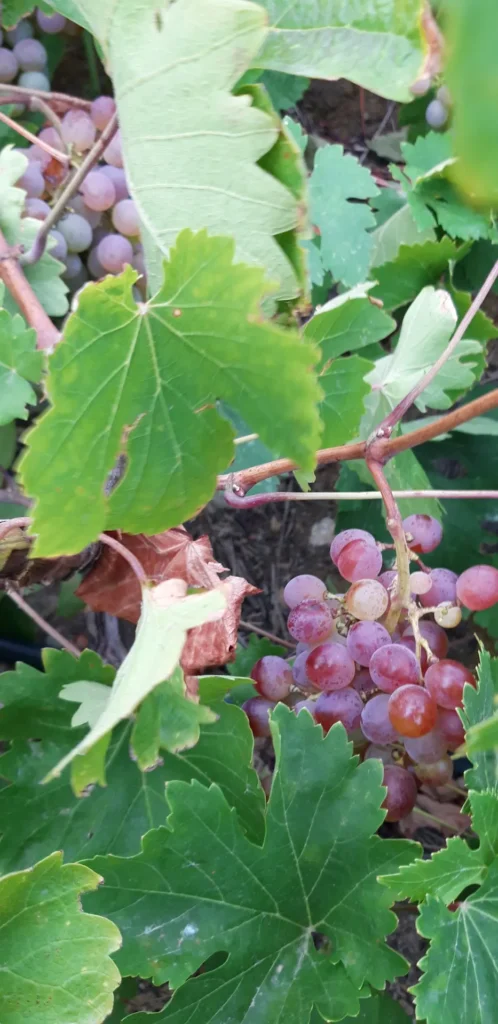 cavo d'oro stavaris winery - οινοποιειο σταβαρης καβο ντορο
