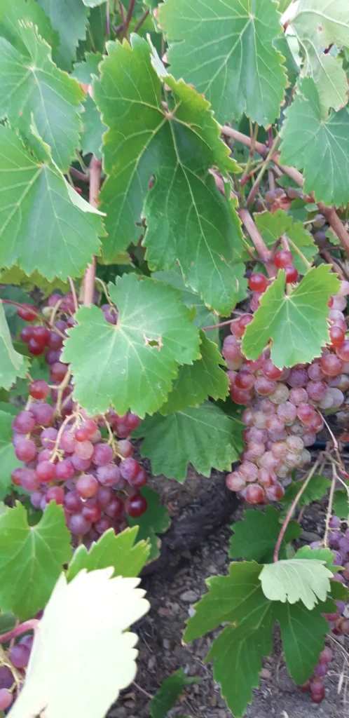cavo d'oro stavaris winery - οινοποιειο σταβαρης καβο ντορο