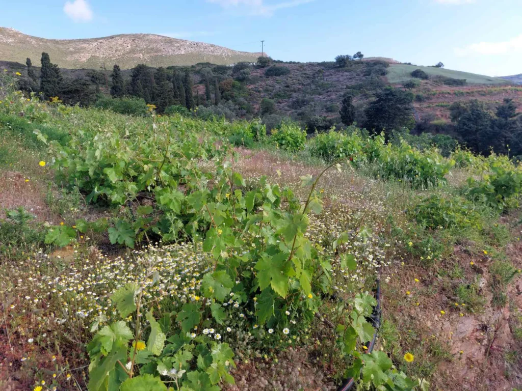 cavo d'oro stavaris winery - οινοποιειο σταβαρης καβο ντορο