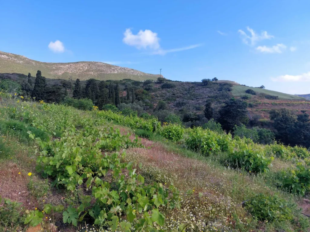 cavo d'oro stavaris winery - οινοποιειο σταβαρης καβο ντορο