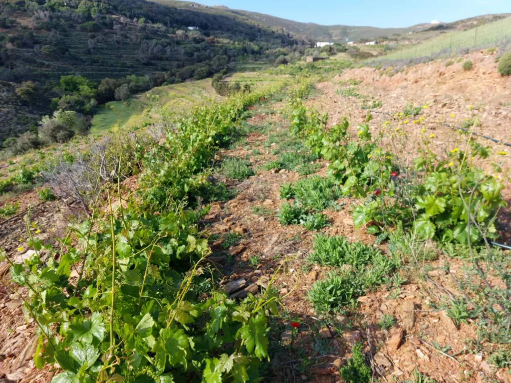 cavo d'oro stavaris winery - οινοποιειο σταβαρης καβο ντορο