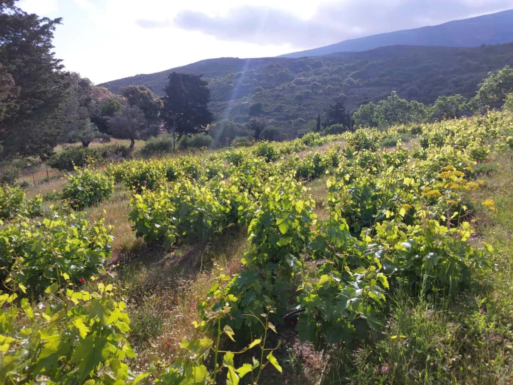 cavo d'oro stavaris winery - οινοποιειο σταβαρης καβο ντορο