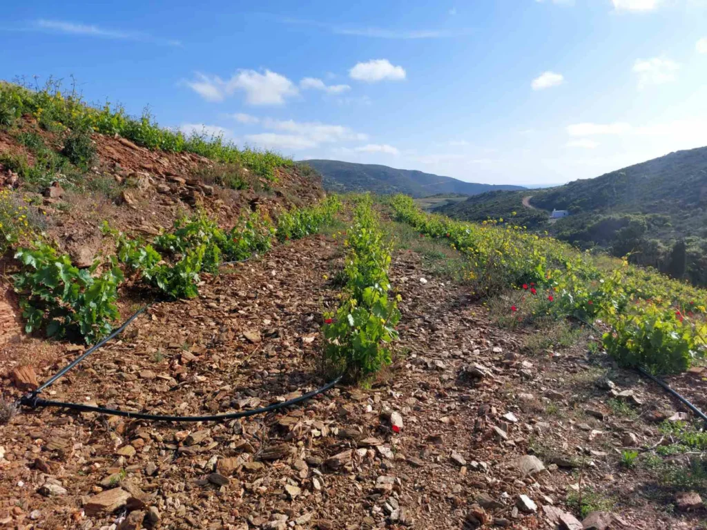 cavo d'oro stavaris winery - οινοποιειο σταβαρης καβο ντορο