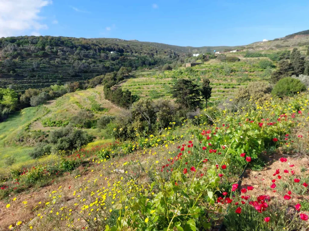 cavo d'oro stavaris winery - οινοποιειο σταβαρης καβο ντορο