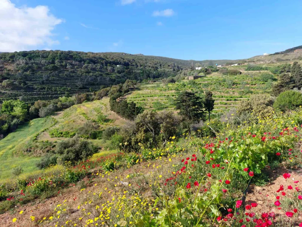 cavo d'oro stavaris winery - οινοποιειο σταβαρης καβο ντορο