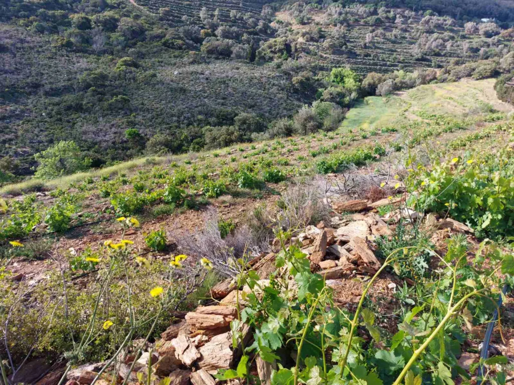 cavo d'oro stavaris winery - οινοποιειο σταβαρης καβο ντορο