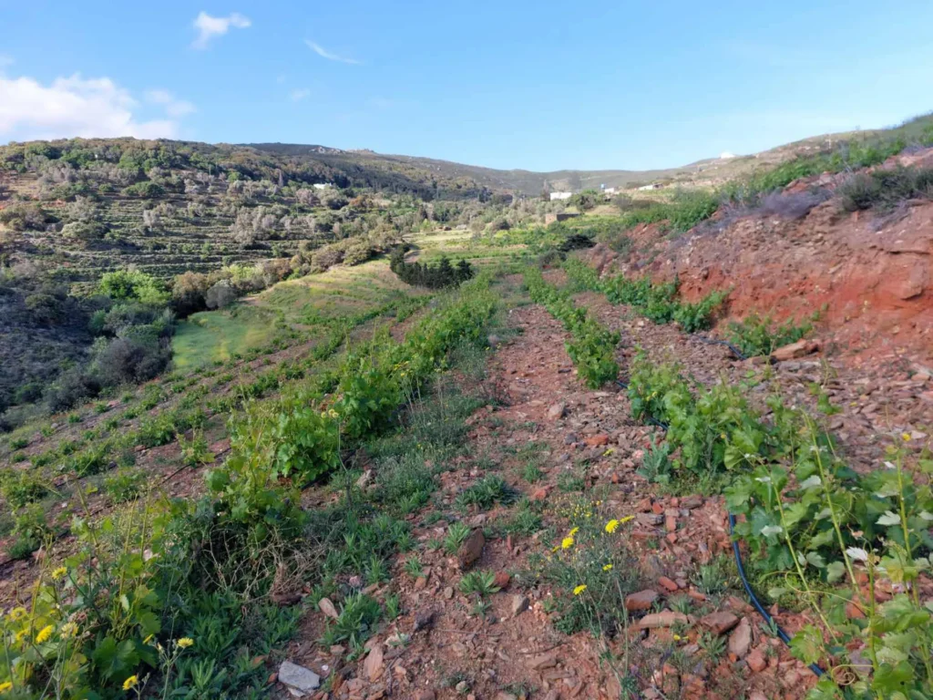 cavo d'oro stavaris winery - οινοποιειο σταβαρης καβο ντορο