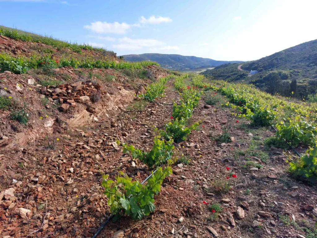 cavo d'oro stavaris winery - οινοποιειο σταβαρης καβο ντορο