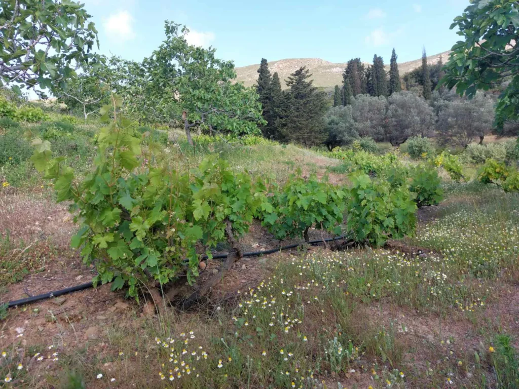cavo d'oro stavaris winery - οινοποιειο σταβαρης καβο ντορο