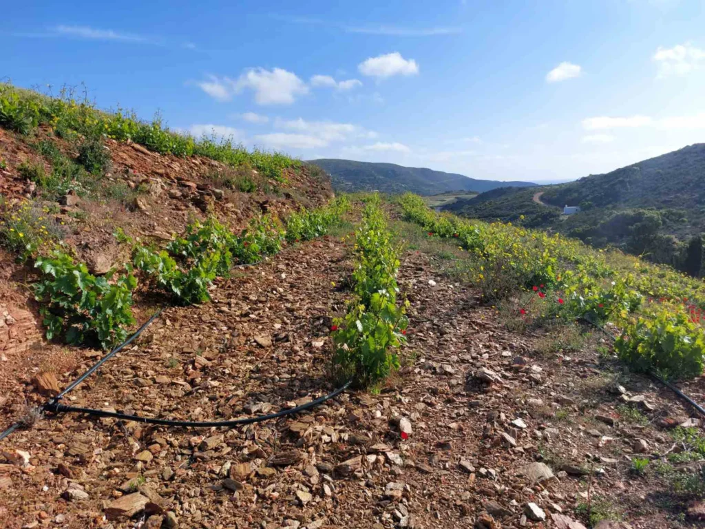 cavo d'oro stavaris winery - οινοποιειο σταβαρης καβο ντορο