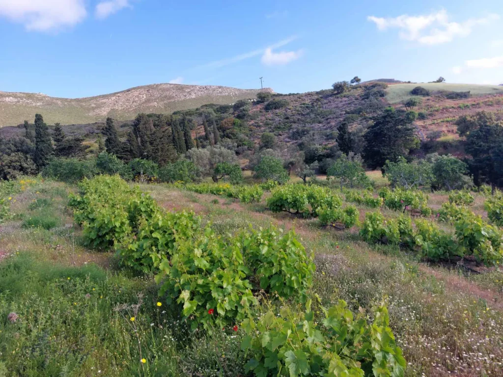 cavo d'oro stavaris winery - οινοποιειο σταβαρης καβο ντορο