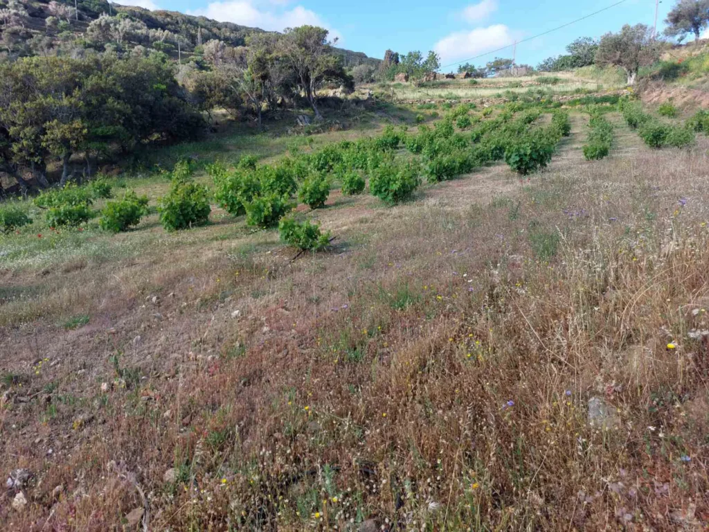 cavo d'oro stavaris winery - οινοποιειο σταβαρης καβο ντορο