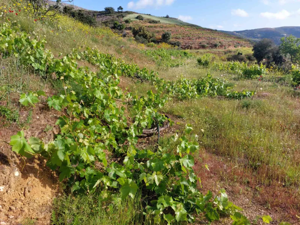 cavo d'oro stavaris winery - οινοποιειο σταβαρης καβο ντορο