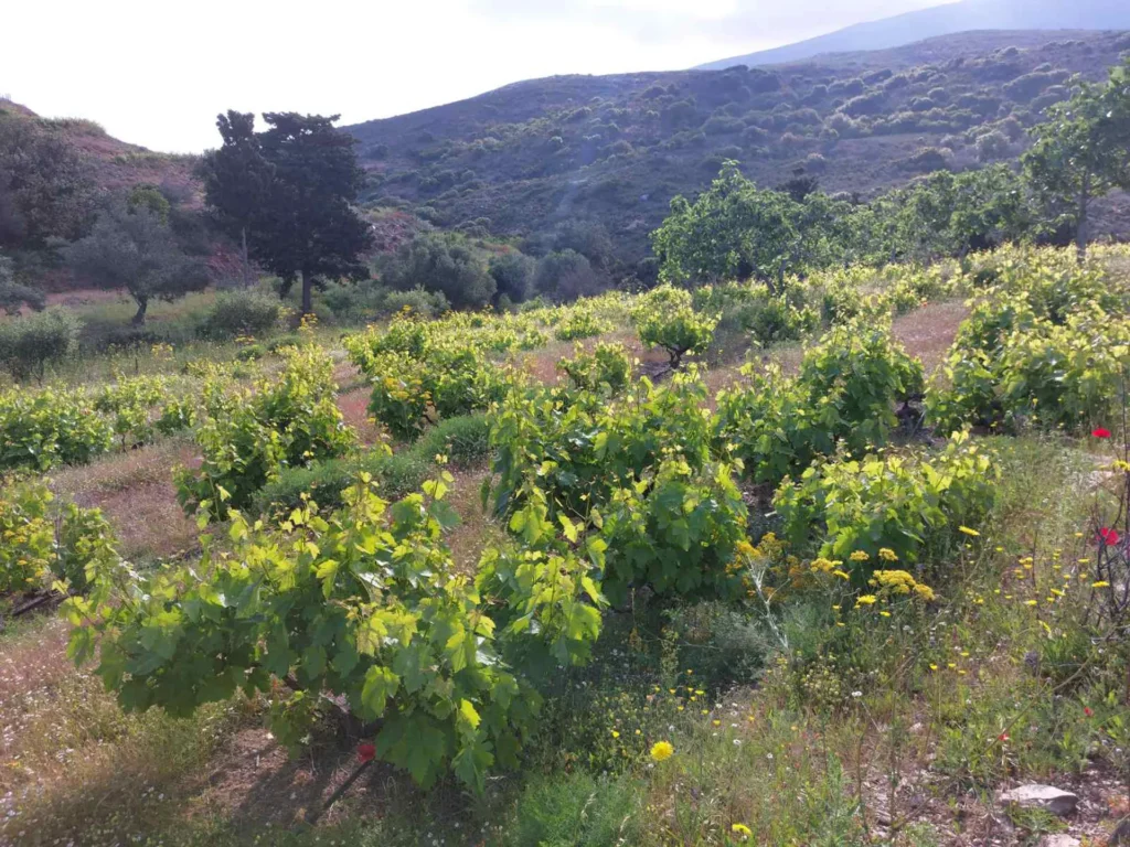 cavo d'oro stavaris winery - οινοποιειο σταβαρης καβο ντορο