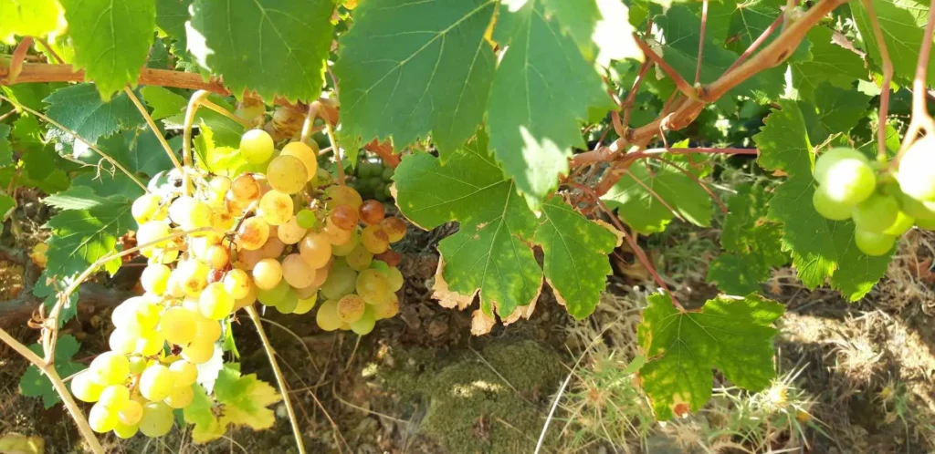 cavo d'oro stavaris winery - οινοποιειο σταβαρης καβο ντορο