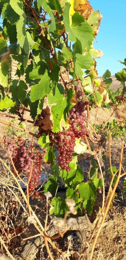 cavo d'oro stavaris winery - οινοποιειο σταβαρης καβο ντορο