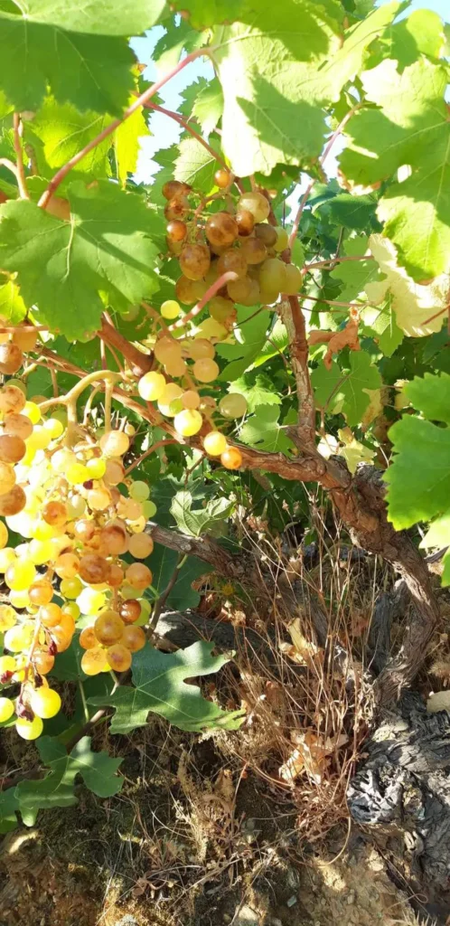 cavo d'oro stavaris winery - οινοποιειο σταβαρης καβο ντορο