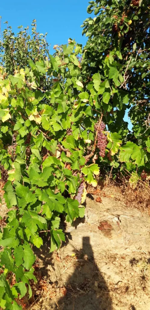 cavo d'oro stavaris winery - οινοποιειο σταβαρης καβο ντορο