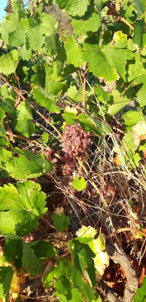 cavo d'oro stavaris winery - οινοποιειο σταβαρης καβο ντορο